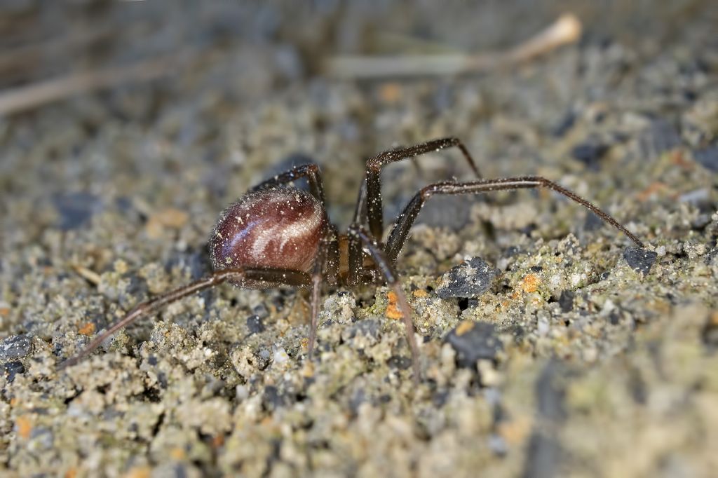 Steatoda grossa - Portovenere (SP)